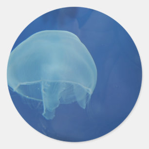 Sticker Rond méduses