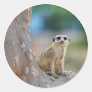 Sticker Rond Meerkat Sat sur arbre