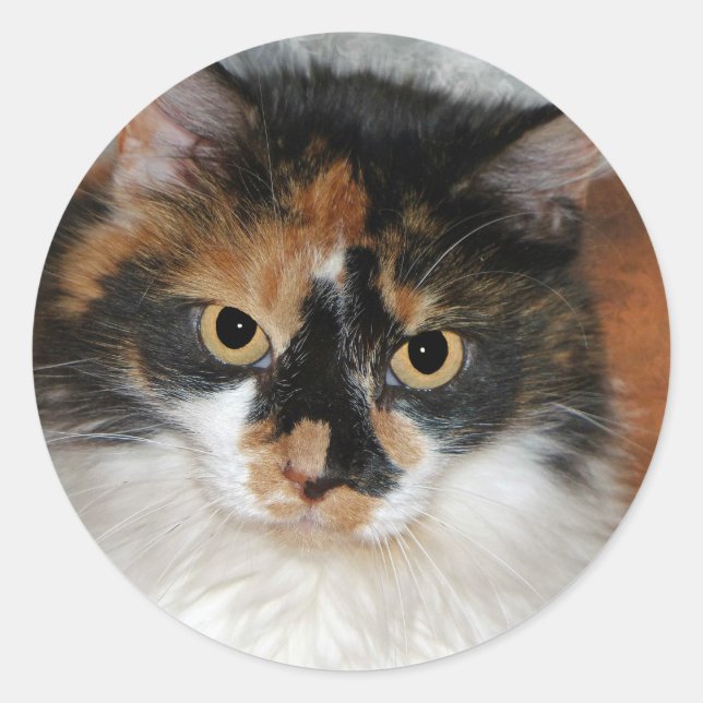 Sticker Rond MeMeow (Devant)