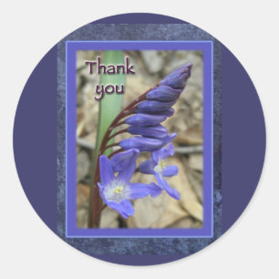 Sticker Rond Merci bleu sauvage Hyacinth