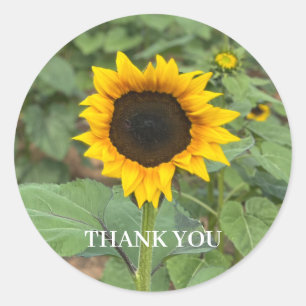 Sticker Rond Merci du terrain de tournesol