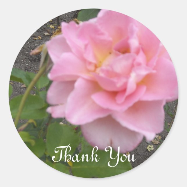 Sticker Rond Merci Rose délicat (Devant)