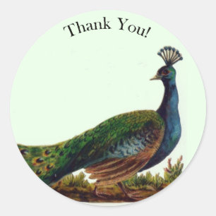 Sticker Rond Merci victorien vintage de paon
