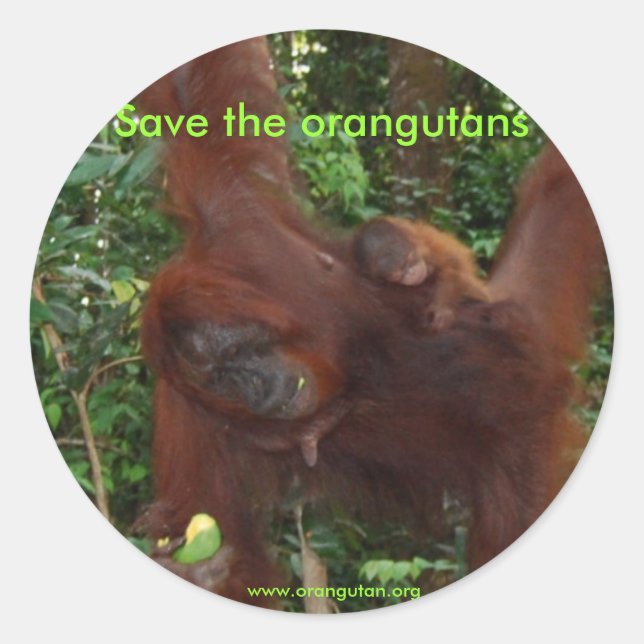 Sticker Rond Mère et bébé d'Orangoutan en habitat naturel (Devant)