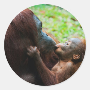 Sticker Rond Mère orang-outan et bébé