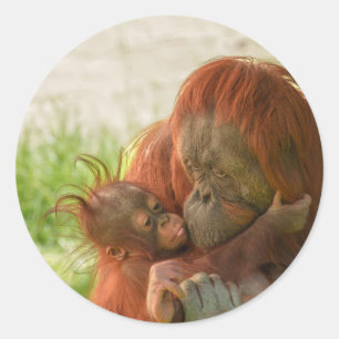 Sticker Rond Mère Orangoutan Moments de tendresse