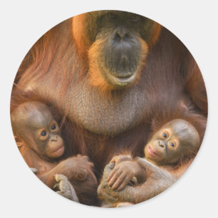 Sticker Rond Mère Orangoutane tenant deux bébés