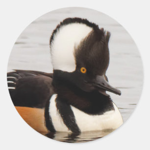Sticker Rond Merganser Duck à capuchon à l'étang