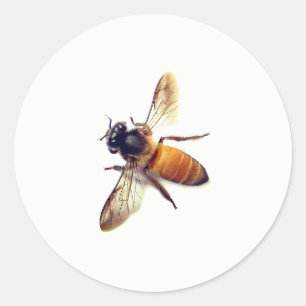 Sticker Rond Miel Bee