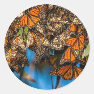 Sticker Rond Migration des papillons monarques accrochés aux fe