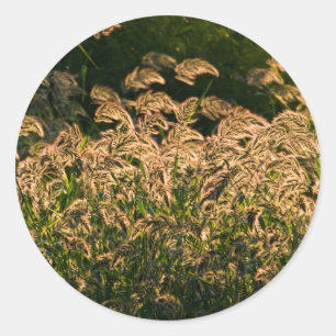 Sticker Rond Millet sauvage (Panicum Sp.) Cultivation En Mer