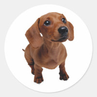 Mini decal Dachshund