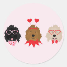 Mini Goldendoodle Chiens Valentines Day