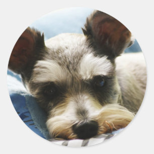 Sticker Rond Mini Schnauzer
