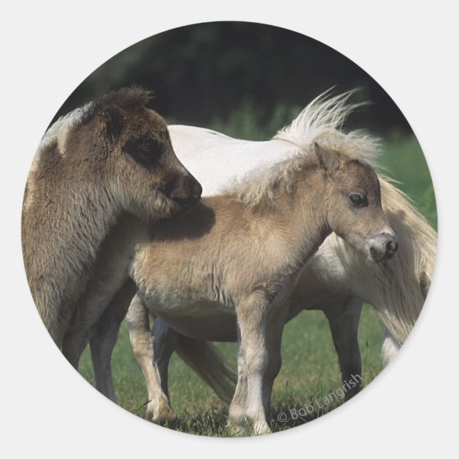 Sticker Rond Miniature Mare & Foies 3 (Devant)