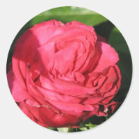 Miss All-American Beauty Hybrid Tea Rose 097