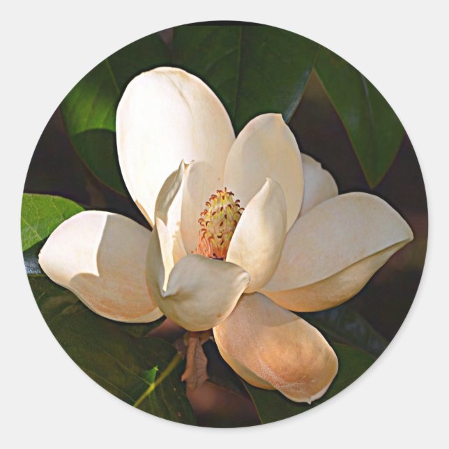 Sticker Rond Mississipi Magnolia (Devant)