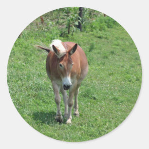 Sticker Rond MIssouri Mule