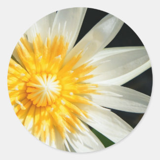 Sticker Rond Mlle Sunshine