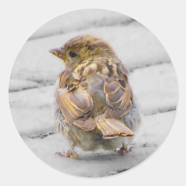 Sticker Rond Moineau de Brown (Devant)