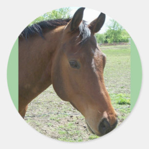 Sticker Rond Mon Ami, Le Cheval
