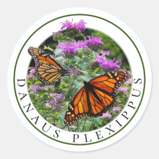 Sticker Rond Monarch Butterflies et Bee Balm Monarda