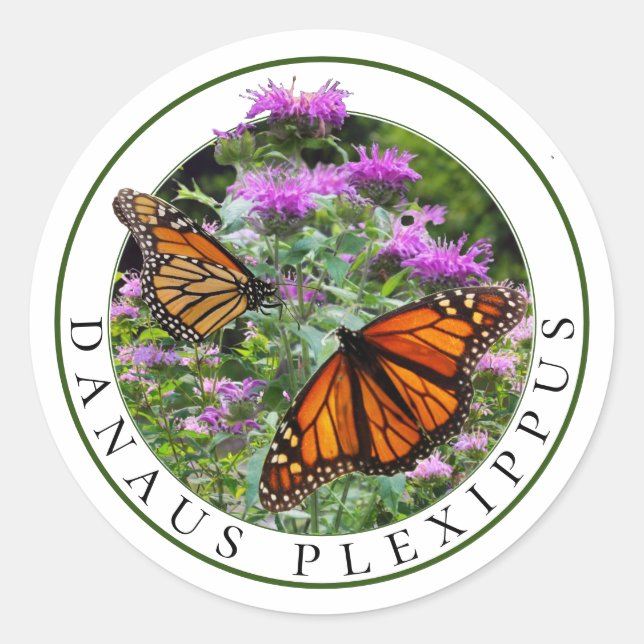 Sticker Rond Monarch Butterflies et Bee Balm Monarda (Devant)
