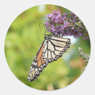 Sticker Rond Monarque sur Buddleia