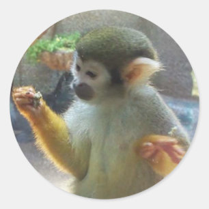 Sticker Rond Monkey