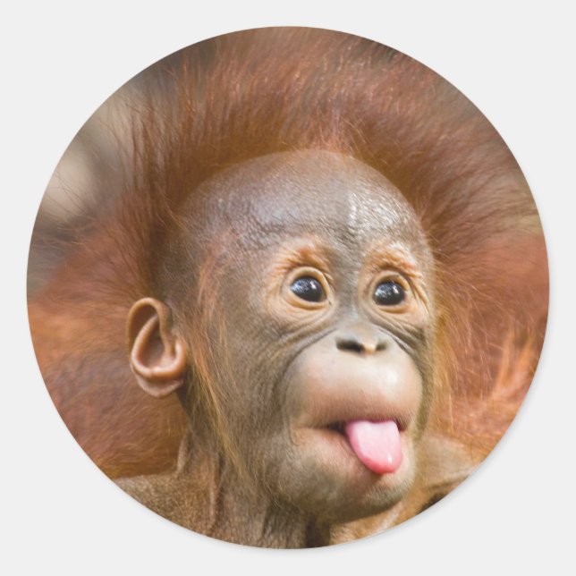 Sticker Rond Monkey business 2 (Devant)