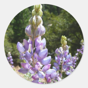 Sticker Rond Mont Lupins