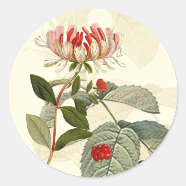 Sticker Rond Montage vintage Botanique Honeysucké (Devant)