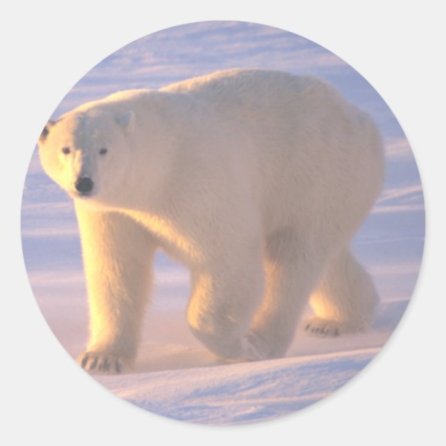 Sticker Rond Morne d'ours polaire 2 (Devant)