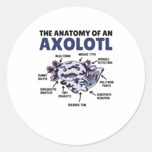 Sticker Rond Mosaïque Axolotl Explication Anatomie D'Un Axolotl