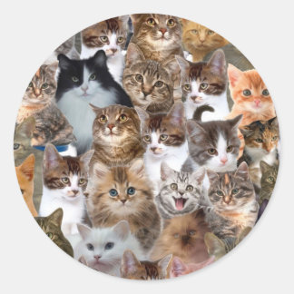 Sticker Rond Motif Visages de chat