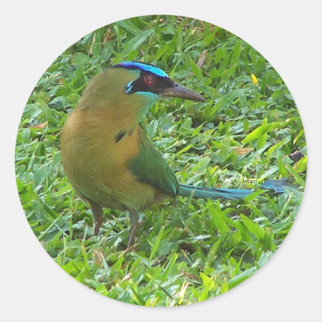 Sticker Rond Motmot à tête bleue (Devant)
