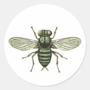 Sticker Rond mouche verte