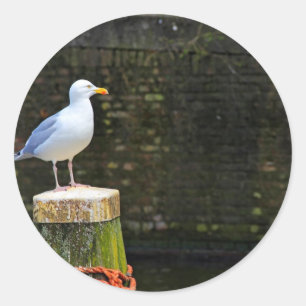 Sticker Rond Mouette