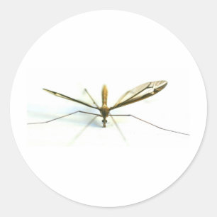 Sticker Rond moustique