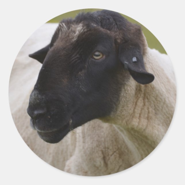 Sticker Rond Mouton à face noire (Devant)