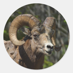 Sticker Rond Mouton noir des Rocheuses
