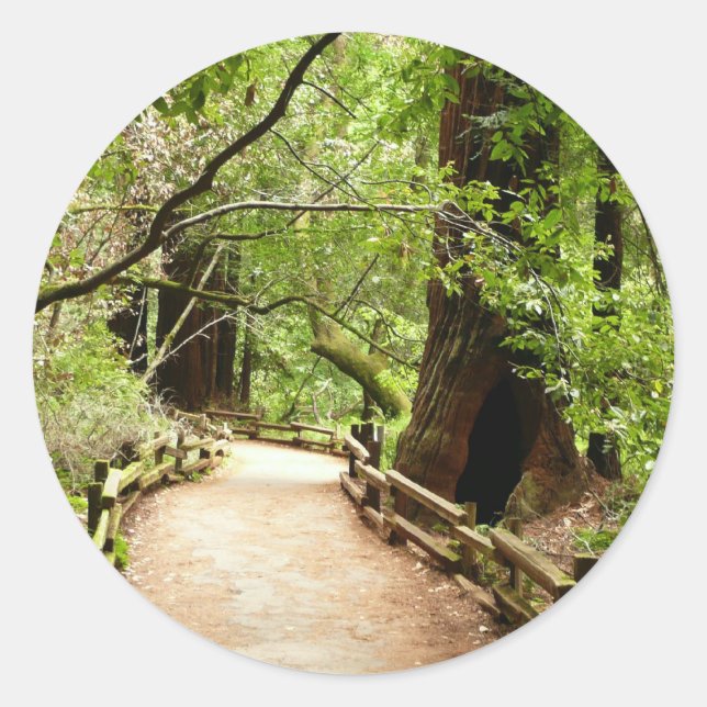 Sticker Rond Muir Woods Path II Nature Photography (Devant)