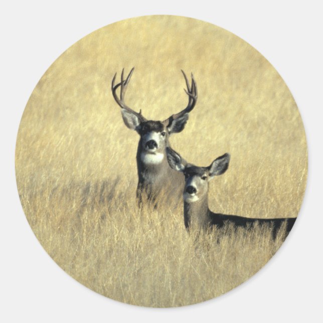 Sticker Rond Mule Deer Buck - Do (Devant)