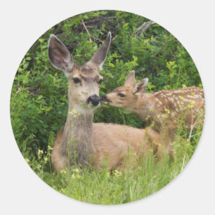 Sticker Rond Mule Deer Doe avec Fawn