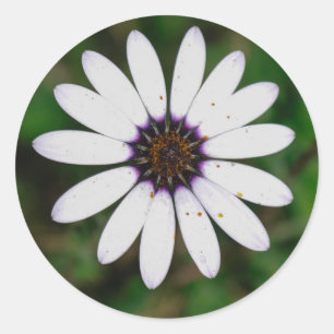 Sticker Rond Namaqualand Fleur sauvage Afrique du Sud