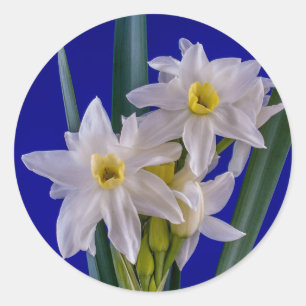 Sticker Rond Narcissus