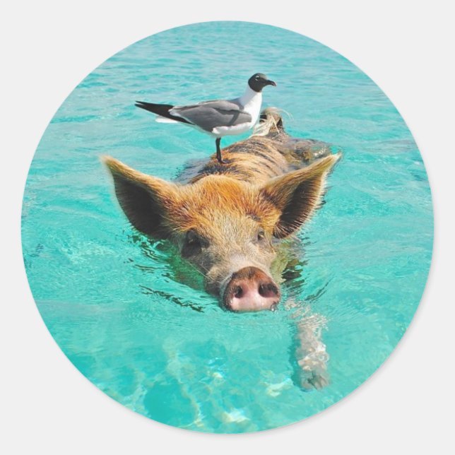 Sticker Rond Natation mignonne de porc dans l'eau (Devant)