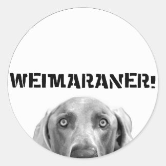 Sticker Rond Nation Weimaraner : Weimaraner In a Box (Cercle)