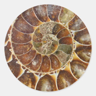 Sticker Rond nature animale d'escargot de noir fossile