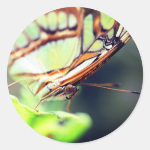 Sticker Rond Nature du visage papillon
